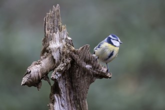 Blue tit (Parus caerulea), Emsland, Lower Saxony, Germany