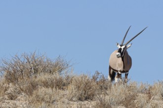 Gemsbok (Oryx gazella), adult female, standing on a rocky ridge among dry bushes, looking at