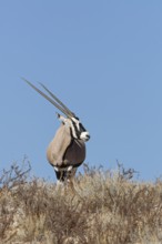Gemsbok (Oryx gazella), adult female, standing on a rocky ridge among dry bushes, looking around,