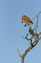 White-backed vulture (Gyps africanus), adult, sitting on a tree branch, on the lookout, blue sky,