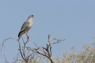 Pale chanting goshawk (Melierax canorus), adult, sitting on a tree branch, on the lookout, blue
