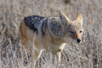 Black-backed jackal (Lupulella mesomelas), adult, standing among dry bushes, looking at camera,