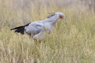 Secretary bird (Sagittarius serpentarius), adult, walking among bushes, foraging, Kgalagadi