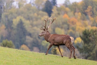 A Red Deer stag (Cervus elaphus) runs across a green meadow in hilly terrain. In the background, a