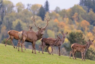 A herd of red deer cows and a stag (Cervus elaphus) stand in a meadow. In the background, a forest