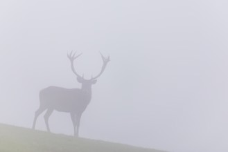 A red deer (Cervus elaphus) runs across a meadow in thick fog. Bavaria, Germany