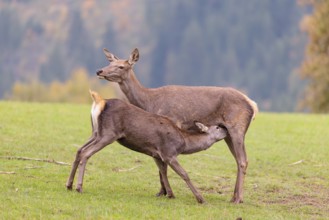 A red deer cow (Cervus elaphus) stands on a meadow and suckles her fawn. A forest in autumnal
