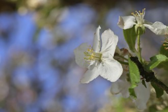 Apple blossoms (Malus), white blossoms with blue sky and bokeh in the background, close-up, spring,