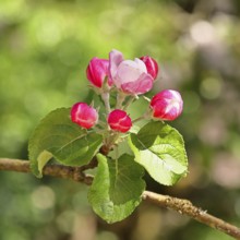 Apple blossoms (Malus), red still closed blossoms, bokeh in the background, close-up, Wilnsdorf,