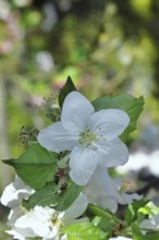 Apple blossoms (Malus), white blossoms with bokeh in the background, close-up, spring, Wilnsdorf,