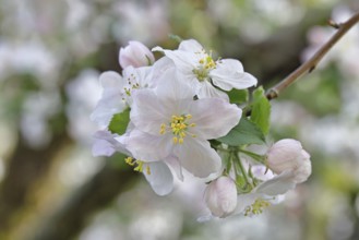 Apple blossoms (Malus), white blossoms with bokeh in the background, close-up, spring, Wilnsdorf,
