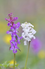 Hollow larkspur (Corydalis cava), inflorescence in a beech forest, spring, Wilnsdorf, North