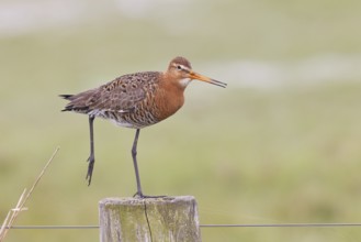 Black-tailed godwit (limosa limosa), on a perch, on a fence post, snipe birds, wildlife, nature