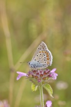 Blue butterfly (Polyommatus icarus), common blue, female on a flower of the woodland cistus