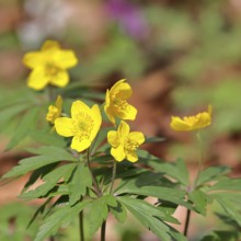 Yellow Anemone, Anemone ranunculoides, Yellow Wood Anemone, Anemone ranunculoides, in a beech