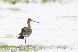 Black-tailed godwit (limosa limosa), in morning mist on a flooded meadow, snipe birds, wildlife,
