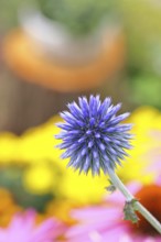 Blue globe thistle (Echinops ritro), flower, ornamental plant in a garden, Wilnsdorf, North