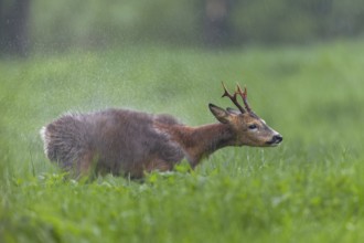 A roebuck (Capreolus capreolus) stands in the pouring rain in a meadow and shakes water out of its