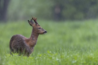 Roebuck (Capreolus capreolus) during a rain shower, the retracted eavesdroppers signalise