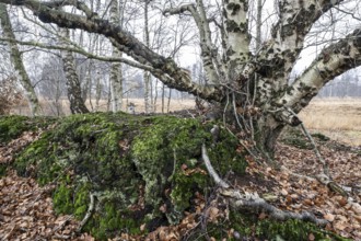 Birches (Betula pendula) in the moor, Emsland, Lower Saxony, Germany