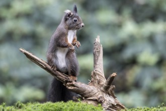 Squirrel (Sciurus vulgaris), Emsland, Lower Saxony, Germany