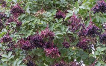 Sambucus nigra (Sambucus nigra), North Rhine-Westphalia, Germany