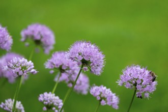 Ornamental leek (Allium sp.), inflorescence, North Rhine-Westphalia, Germany
