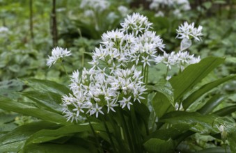 Wild garlic (Allium ursinum), Netherlands