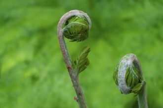 Young shoot, curled leaves of a fern frond, the Netherlands