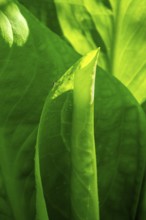 Close-up of green leaves (Hosta) with strong incidence of light, showing finely structured