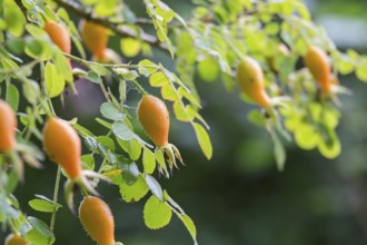 Close-up of rose hips on a branch with green foliage and blurred background, North