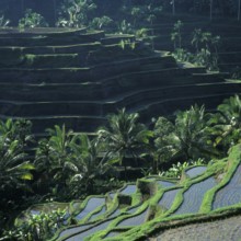 Terrace rice paddies near Tegallalang, Bali, Indonesia