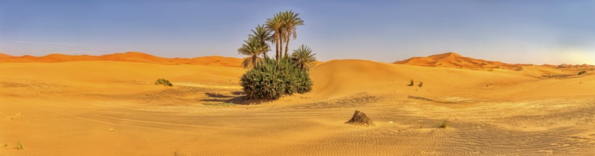 A wide panorama of a small oasis with palm trees in the endless expanse of the desert, Sahara,