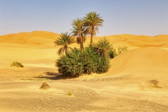 A green oasis full of palm trees in the middle of the sandy dune landscape of the desert, Sahara,