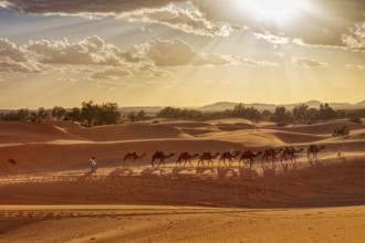 A caravan of camels wanders through the sand dunes in the evening sun. An atmospheric picture full
