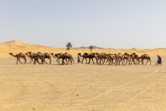 A long caravan of camels and their guides crosses the vast, dry desert, Sahara, Merzouga in Morocco