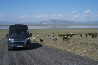 A van drives down a road while a shepherd herds sheep, camper, motorhome, Dogubayazit swamps,