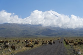 A flock of sheep grazing in front of a cloudy mountain on a plain near Cevirme, Great Ararat, Büyük