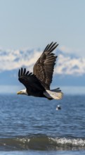 Bald eagle (Haliaeetus leucocephalus) in flight, Anchor Point at Cook Inlet, white mountain peaks