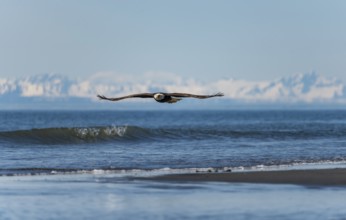 Bald eagle (Haliaeetus leucocephalus) in flight, Anchor Point at Cook Inlet, white mountain peaks