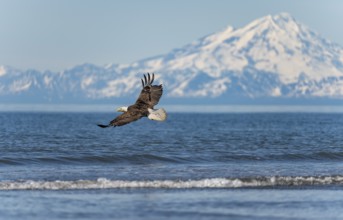 Bald eagle (Haliaeetus leucocephalus) in flight, Anchor Point at Cook Inlet, white mountain peak of