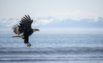 Bald eagle (Haliaeetus leucocephalus) in flight during landing, Anchor Point at Cook Inlet, white