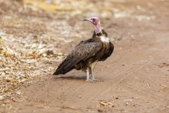 Black-capped vulture (Necrsoyrtes monachus) Zambia