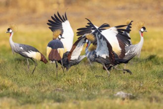 Crowned Crane (Balearica regulorum) Courtship behaviour Zambia