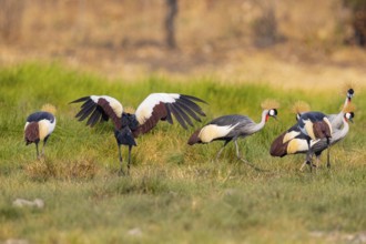 Crowned Crane (Balearica regulorum) Zambia
