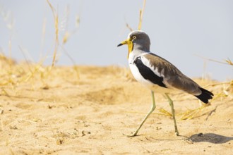 African lapwing (Vanellus senegallus) Zambia