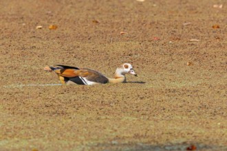 Egyptian goose (Alopochen aegyptiaca) Zambia