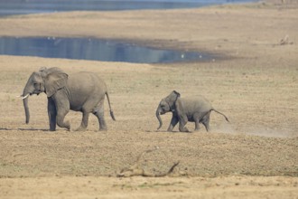 African elephant (Loxodonta africana) family crossing the Luangwa Valley in Zambia