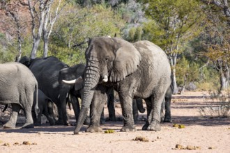 African elephants (Loxodonta africana), bull and herd, desert elephant, in the riverbed of the Ugab