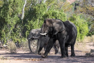 Two African elephants (Loxodonta africana), bull and female, desert elephant, in the riverbed of